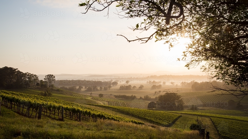 Sunrise across vineyards - Australian Stock Image