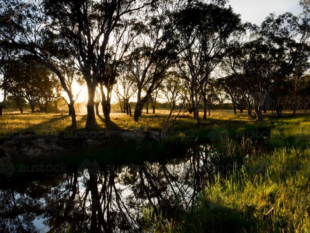 Sunset through gum trees reflected in a creek - Australian Stock Image