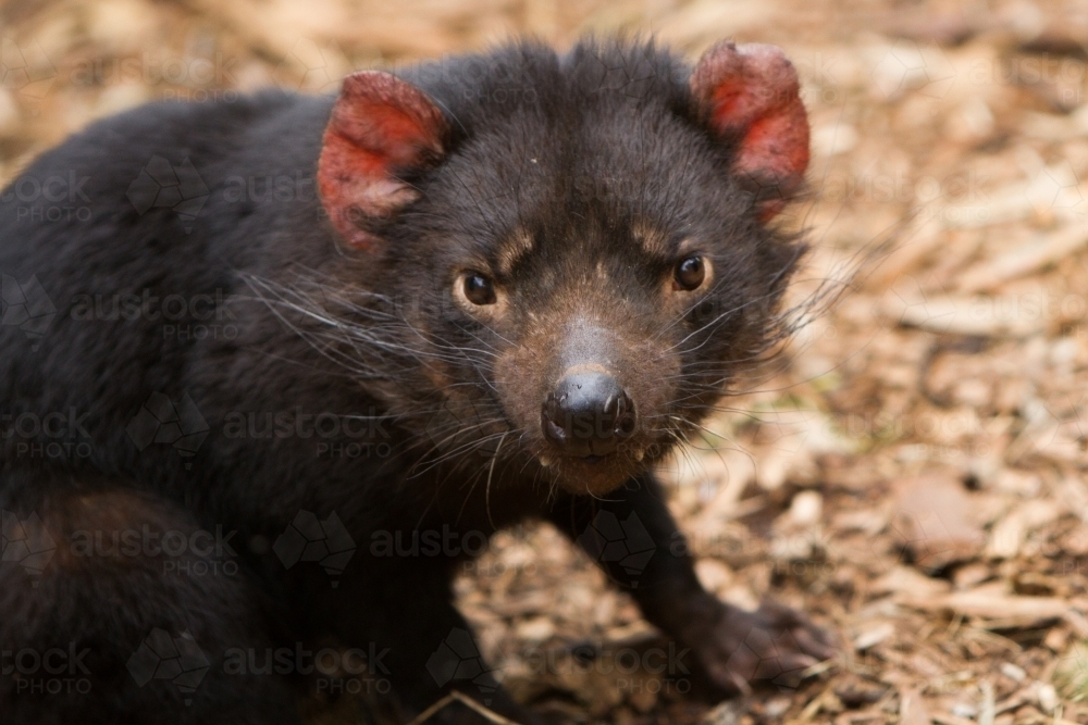 Tasmanian Devil - Australian Stock Image
