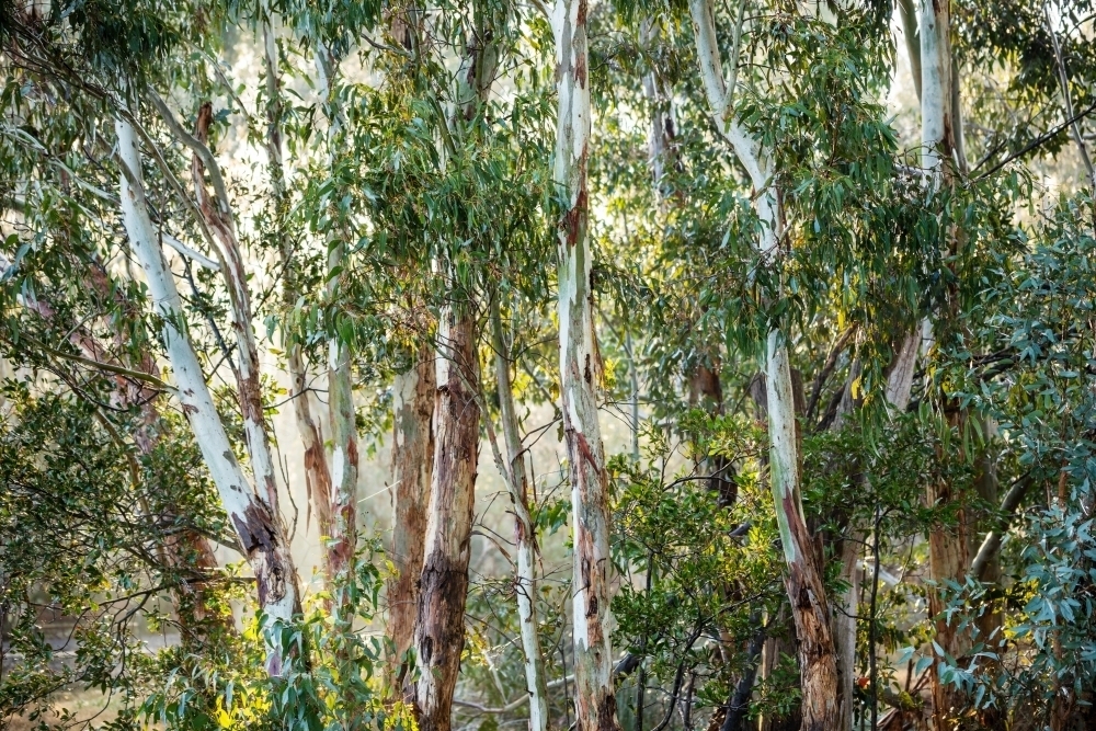 thicket of gum tree trunks in early morning light - Australian Stock Image