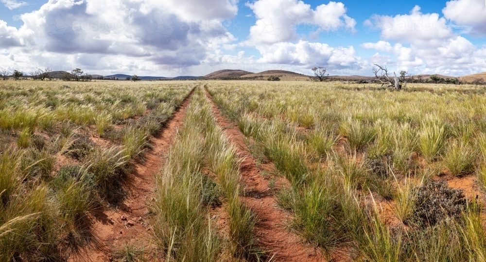 track through native grasses in an outback landscape - Australian Stock Image