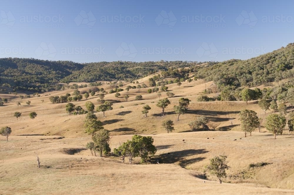 Tree covered hills with barren patches of dry grass - Australian Stock Image