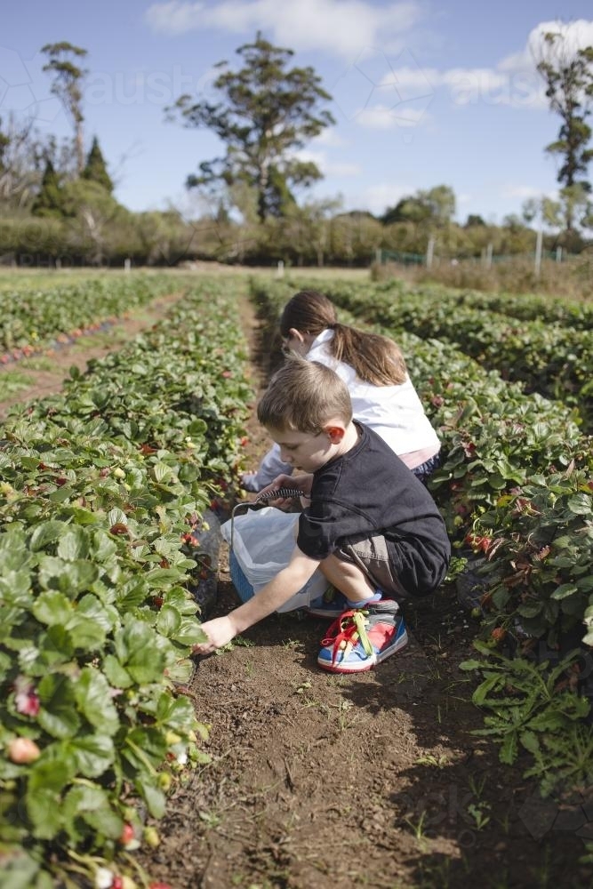 Two children picking strawberries at the strawberry farm - Australian Stock Image