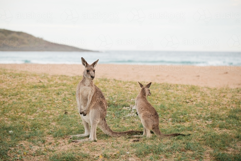 Two kangaroos near a beach - Australian Stock Image
