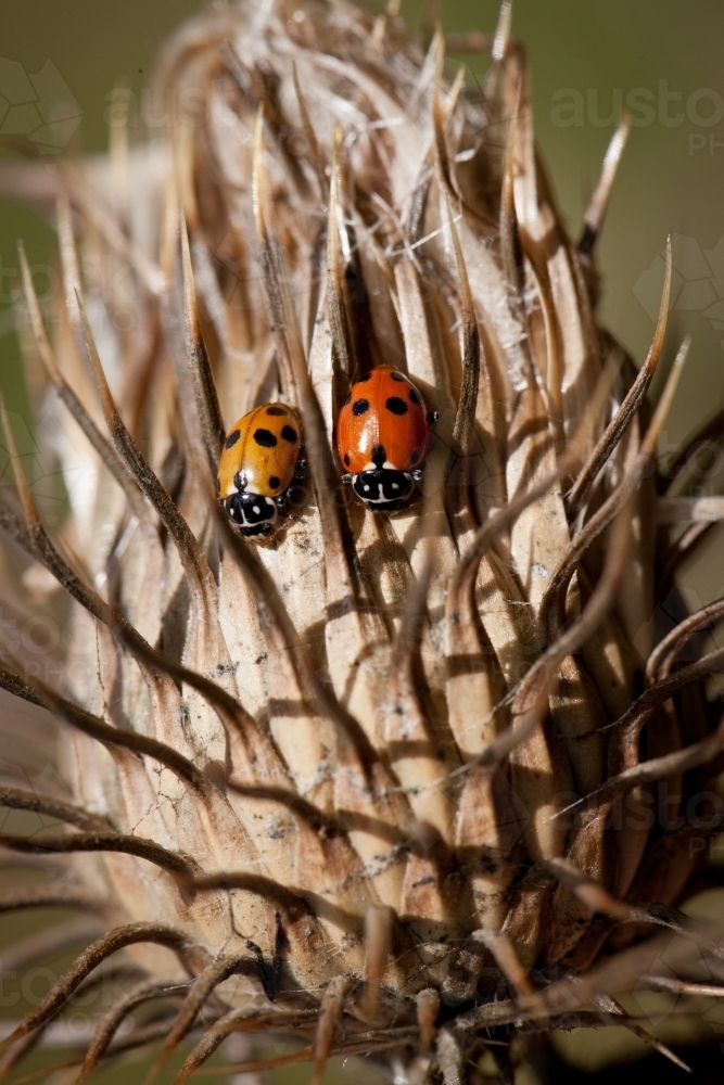 Two ladybirds on a dry thistle - Australian Stock Image