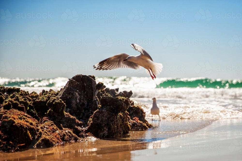 Two seagulls on the sunny beach flying over the rocks and sand with waves in background - Australian Stock Image