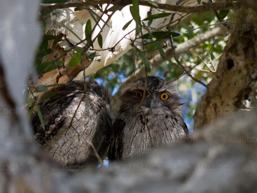 Two Tawny Frogmouth birds in a tree - Australian Stock Image