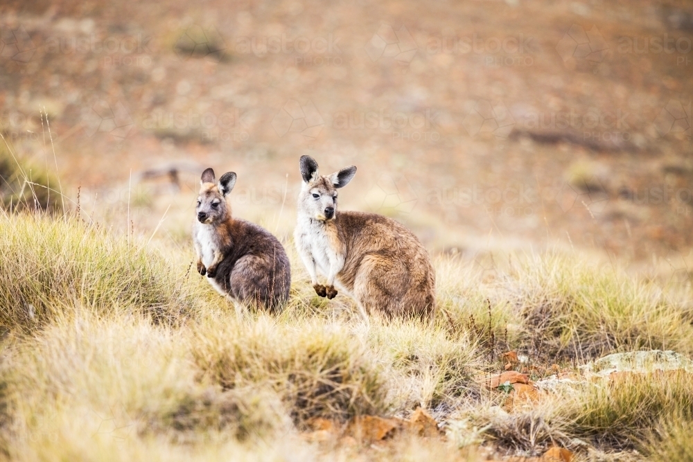 Two wallabies in spinifex grass - Australian Stock Image