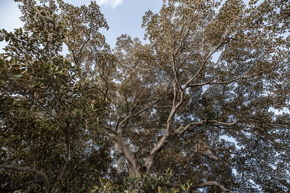 Upward shot of a huge fig tree branching out - Australian Stock Image