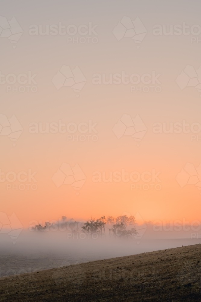 Vertical shot of mist hiding trees on hill at dawn - Australian Stock Image