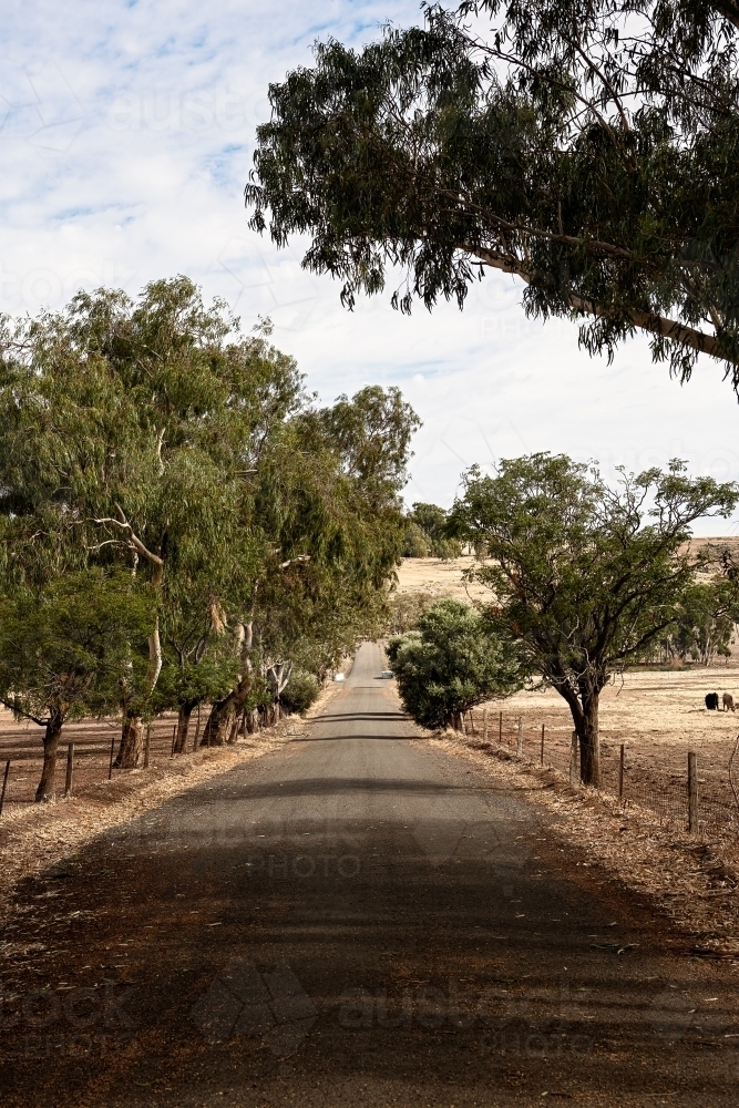 Vertical view along a country road with trees - Australian Stock Image