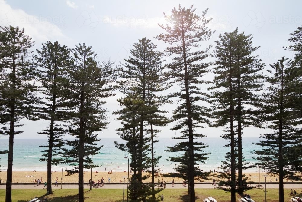 View of Manly surf beach through the pine trees along the beachfront - Australian Stock Image
