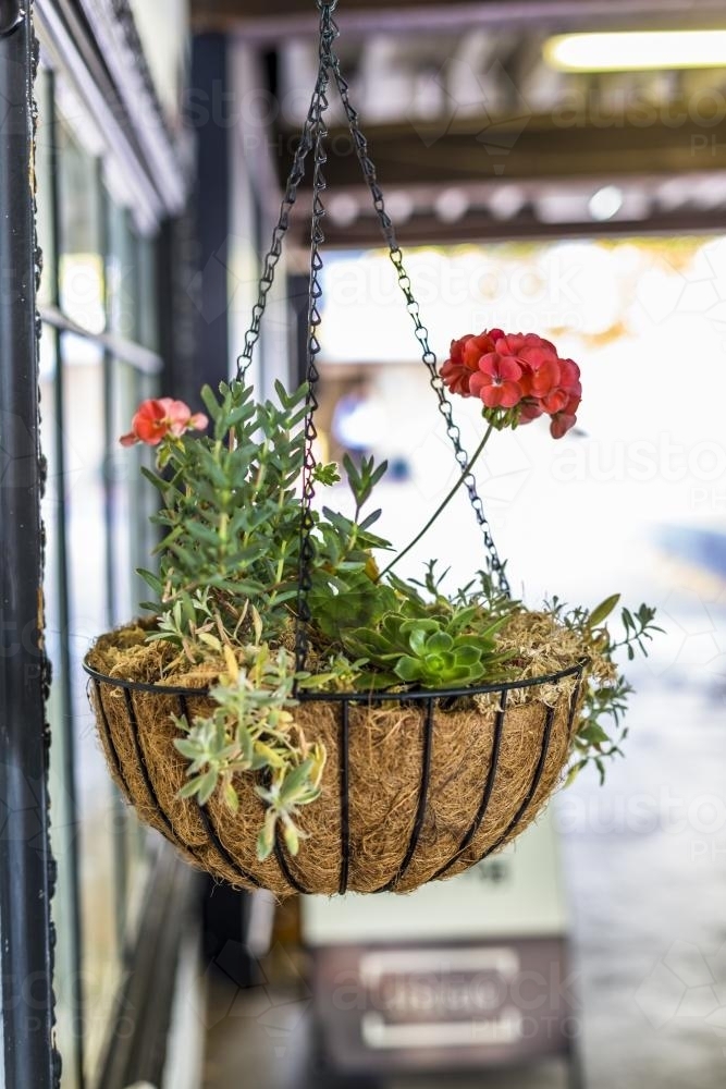 Vintage Hanging basket with red flower - Australian Stock Image
