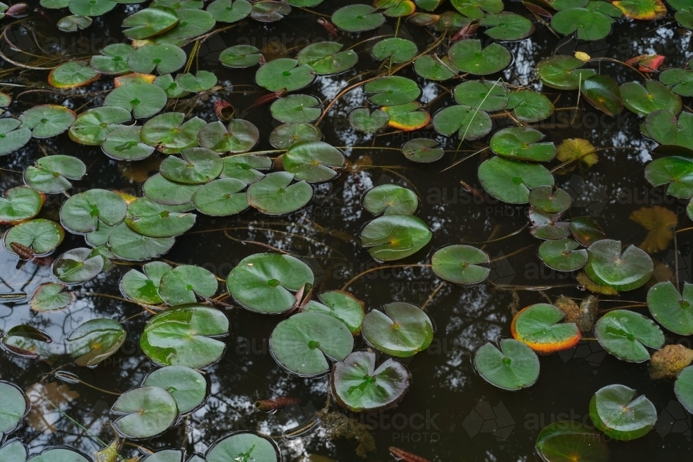 Water lily leaves in dark pond - Australian Stock Image