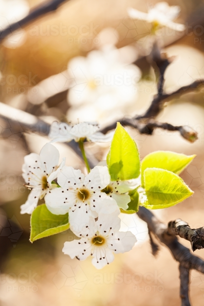 White blossoms on bush with copy space - Australian Stock Image