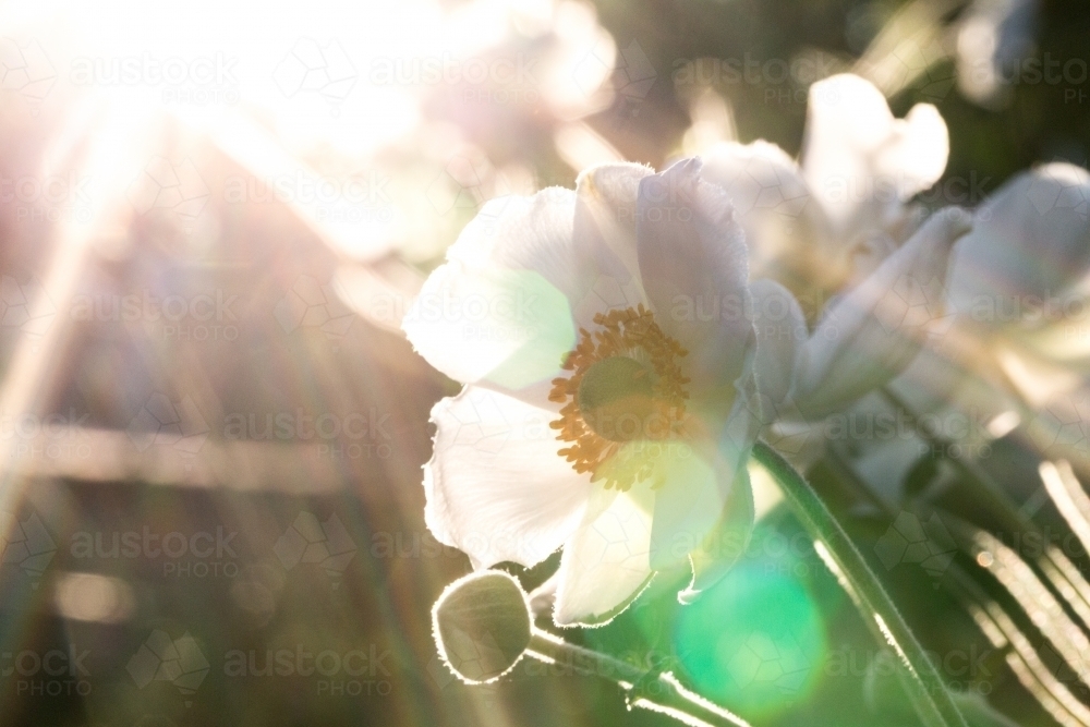 White Japanese Anemone (windflowers) with sunlight - Australian Stock Image