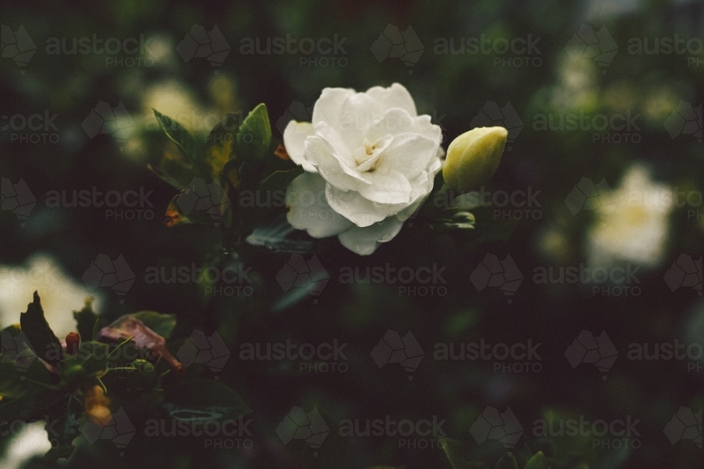 white rose in nature with a blurred background - Australian Stock Image