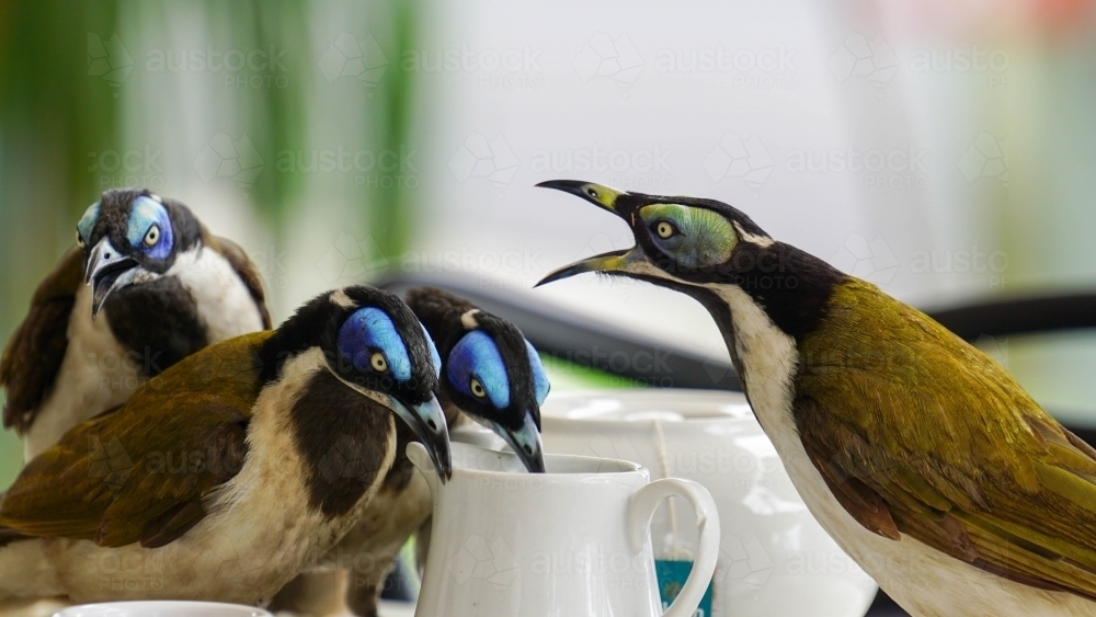 Wild Birds drinking from milkjug - Australian Stock Image