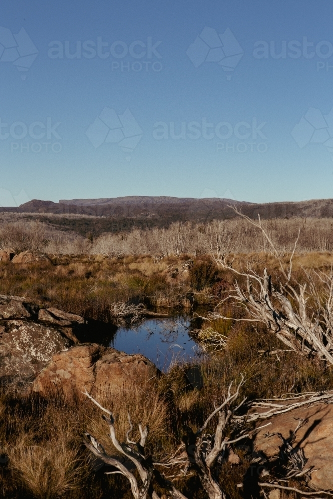 Winter vegetation in afternoon sun - Australian Stock Image