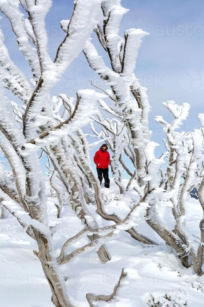Woman in the snow amongst trees - Australian Stock Image