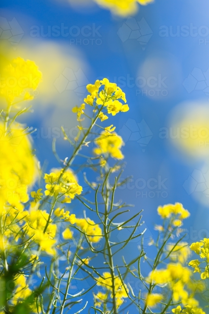 Yellow canola plant flowers and pods against a blue sky - Australian Stock Image