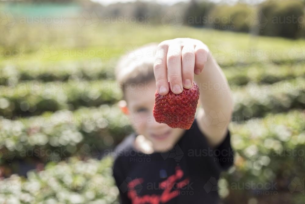 Young boy holding large strawberry - Australian Stock Image