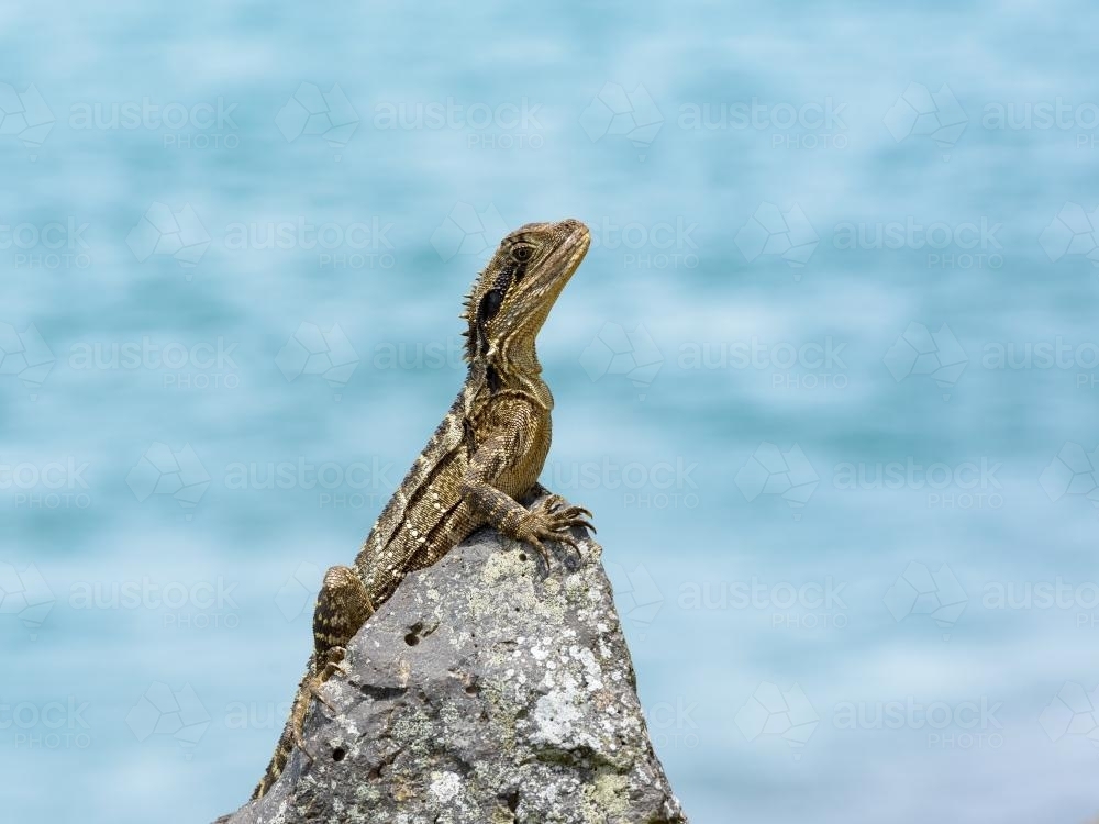 Young eastern water dragon sitting on a rock with blurred blue water behind - Australian Stock Image