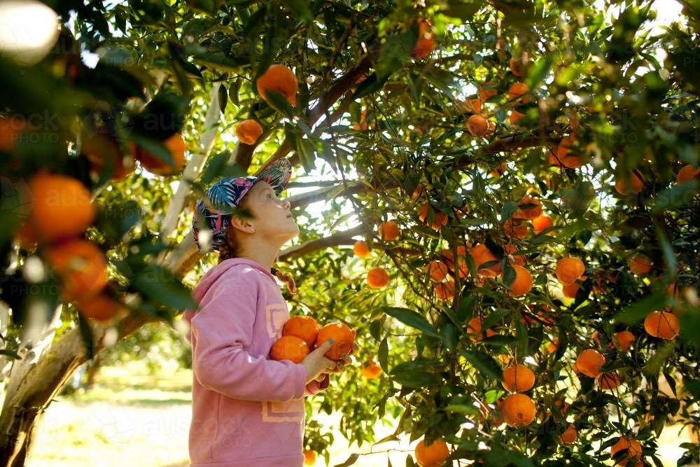 Young girl picking mandarins at a farm - Australian Stock Image
