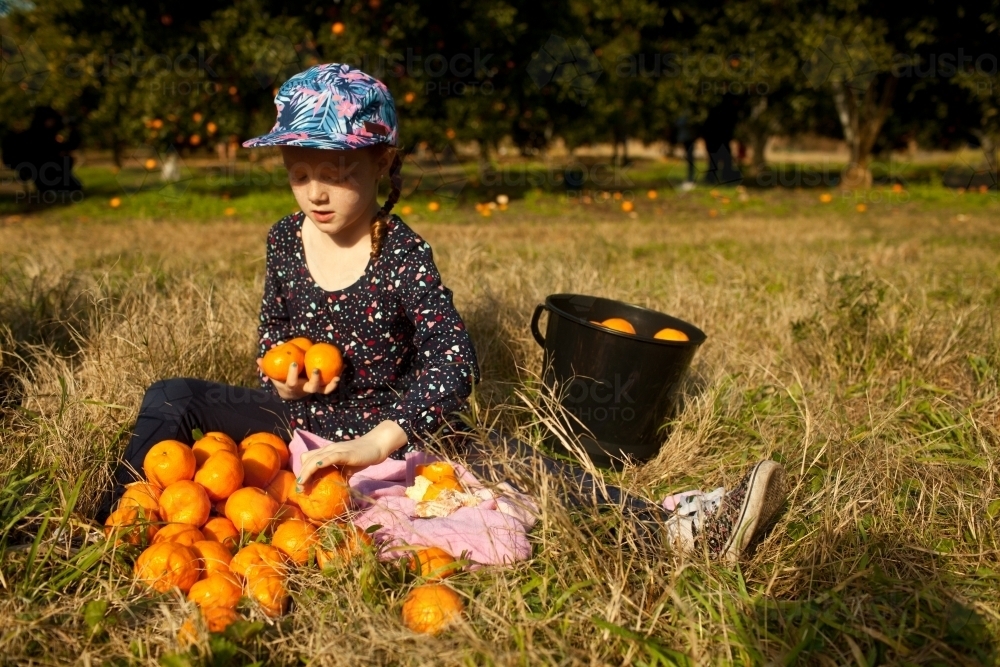 Young girl sitting with mandarins at a farm - Australian Stock Image