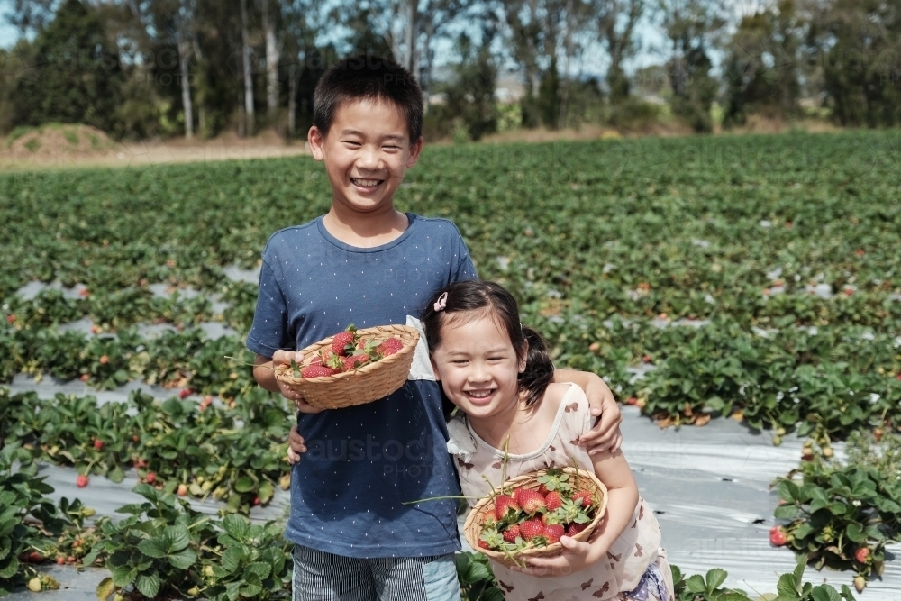 Young multicultural kids at strawberry farm - Australian Stock Image