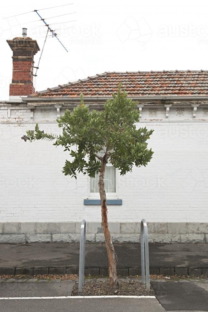 Young tree growing on a suburban street front - Australian Stock Image
