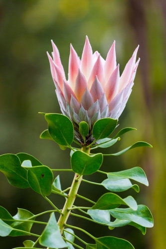 Protea cynaroides or King Protea, sugarbush
