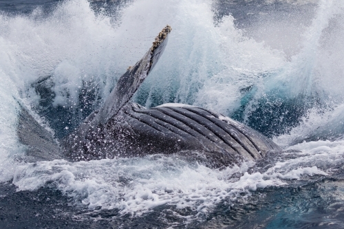 40 ton splash as breaching humpback hits the water