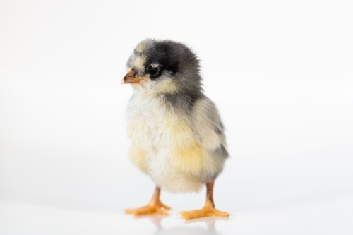 A baby chick with a white back ground