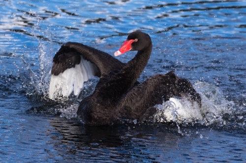 A black swan putting on some energetic displays to impress his mate
