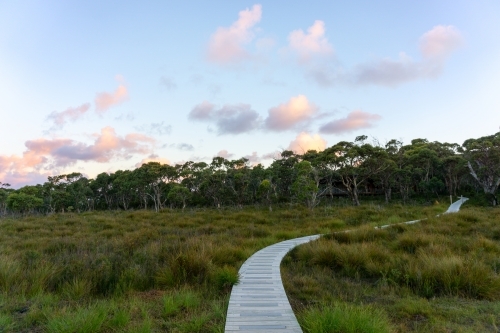 A boardwalk leads toward the trees though grasses at sunset