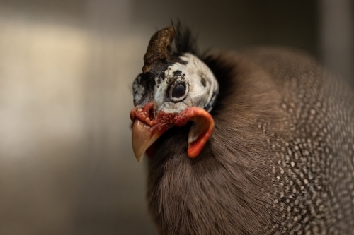 A close up shallow depth of field photo of a helmeted guineafowl (Numida meleagris)