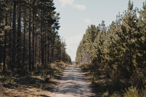 A dirt road running through a pine forest