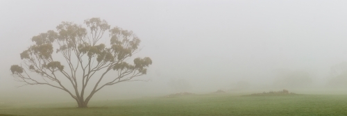 A Eucalyptus tree standing tall on a misty morning.