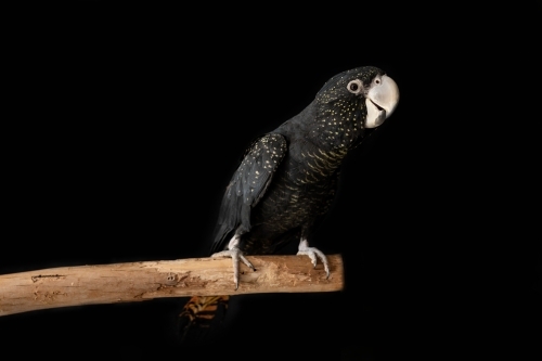 A female Australian red tailed black cockatoo (Calyptorhynchus banksii) with a black background