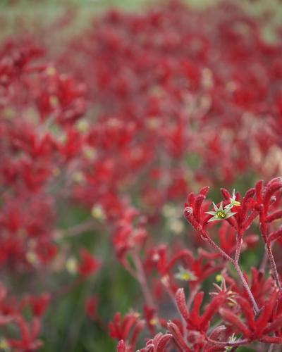 A field of red kangaroo paws