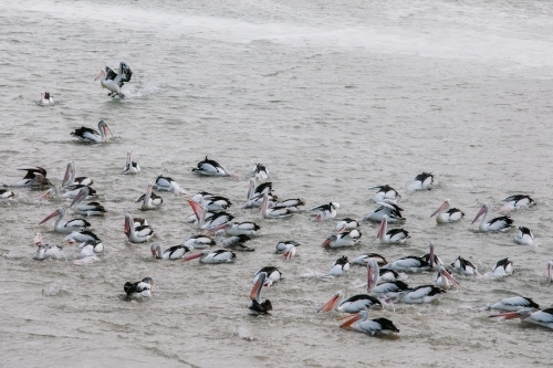 A flock of pelicans catching fish in an estuary