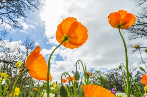 A flower bed of orange poppies highlighted against the sky