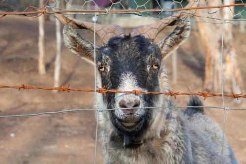 A goat looking through a farm fence