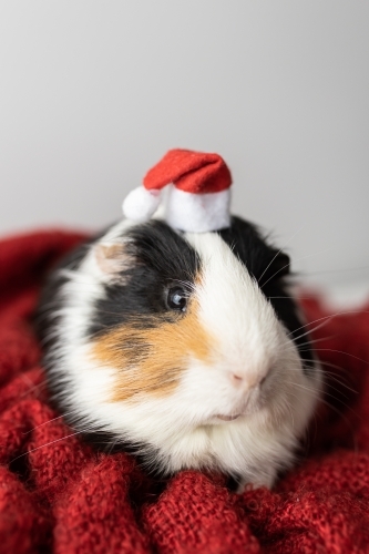 A guinea pig (Cavia porcellus) wearing a Christmas hat on a red blanket