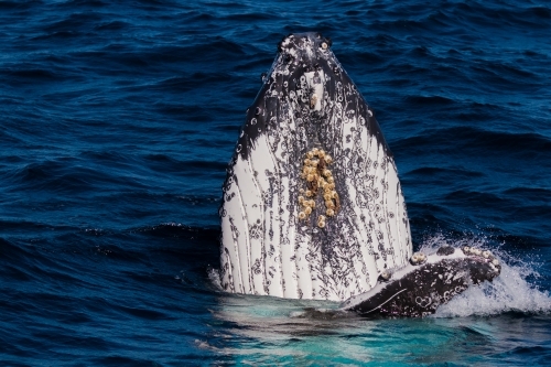 A humpback whale spyhopping in blue ocean water