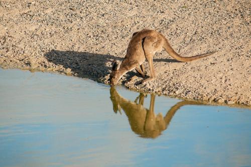 A kangaroo drinking at a waterhole