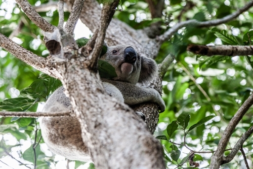 a koala on a tree with leaves in the background