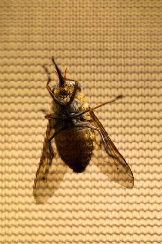 A large horse fly sitting on the outside of mosquito mesh