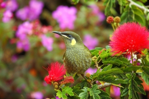 A Lewin's Honeyeater perched among red puffball flowers.